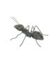 Mrówka mosiądz - Dekoracja