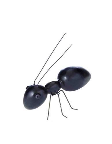 Mrówka Czarna Duża - Dekoracja