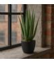Aloes sztuczny w czarnej doniczce 45cm